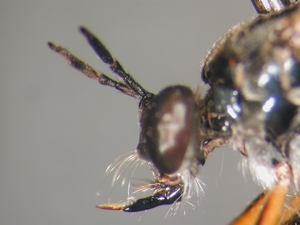 Dioctria hyalipennis - head - lateral