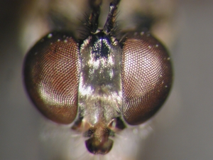 Dioctria hyalipennis - Kopf - frontal