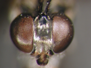 Dioctria hyalipennis - head - frontal