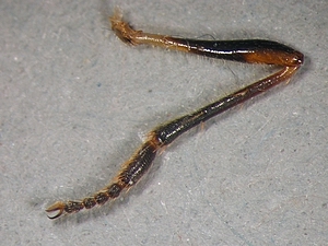 Dioctria hyalipennis - Hind leg