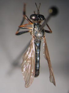 Dioctria hyalipennis - dorsal