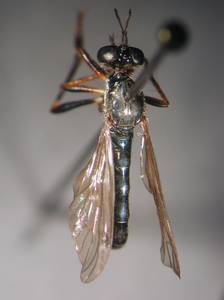 Dioctria hyalipennis - male