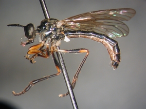 Dioctria hyalipennis - male