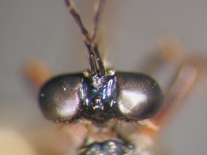 Dioctria hyalipennis - head - dorsal