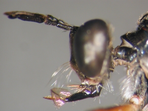 Dioctria hyalipennis - head - lateral