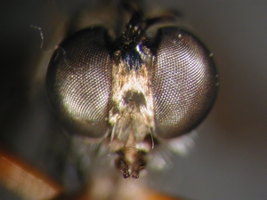 Dioctria hyalipennis - head - frontal