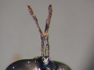 Dioctria hyalipennis - male