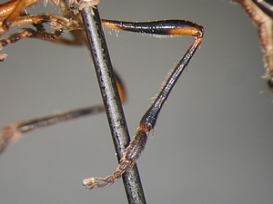 Dioctria hyalipennis - male