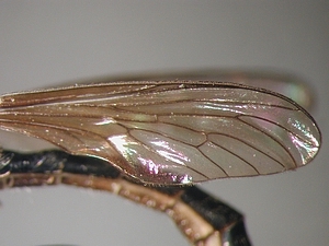 Dioctria hyalipennis - male