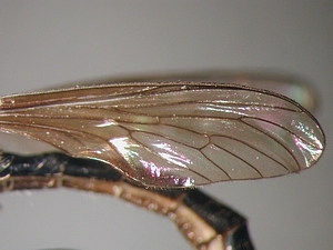 Dioctria hyalipennis - Männchen