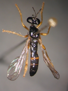 Dioctria lateralis - dorsal