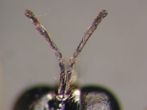 Dioctria lateralis - Antenna