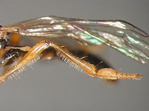 Dioctria lateralis - Hind leg