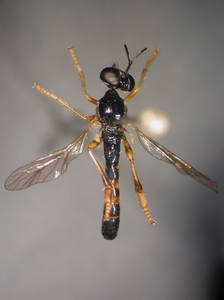 Dioctria lateralis - male