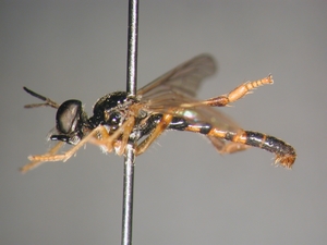 Dioctria lateralis - male