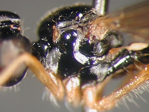 Dioctria lateralis - male