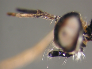 Dioctria lateralis - head - lateral