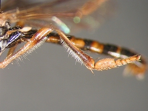 Dioctria lateralis - Hind leg