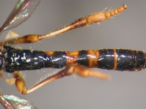 Dioctria lateralis - Abdomen - dorsal