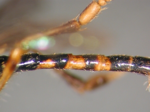 Dioctria lateralis - Abdomen - lateral