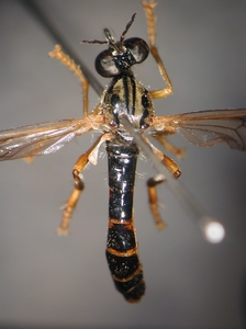 Dioctria linearis - dorsal