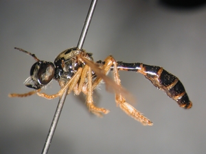 Dioctria linearis - female