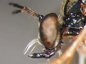 Dioctria linearis - head - lateral