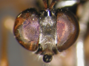 Dioctria linearis - head - frontal