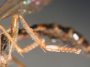 Dioctria linearis - female