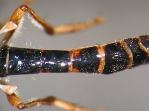 Dioctria linearis - Abdomen - dorsal