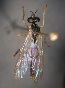 Dioctria linearis - male