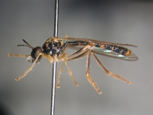 Dioctria linearis - male