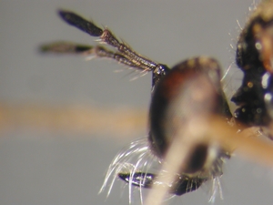 Dioctria linearis - head - lateral