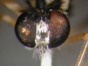 Dioctria linearis - head - frontal