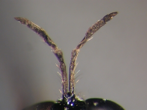 Dioctria linearis - Antenna