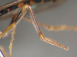 Dioctria linearis - Hind leg