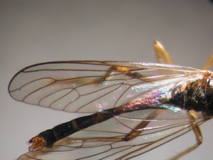 Dioctria linearis - Wing