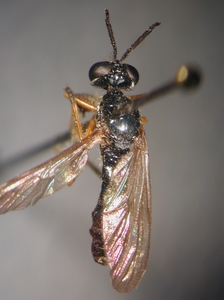 Dioctria longicornis - dorsal