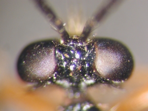 Dioctria longicornis - head - dorsal