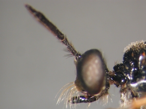 Dioctria longicornis - head - lateral