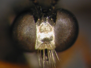 Dioctria longicornis - head - frontal