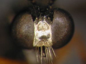 Dioctria longicornis - female