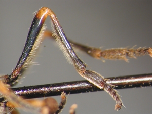 Fig. 8: Dioctria longicornis: hind leg