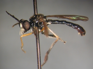 Dioctria longicornis - male