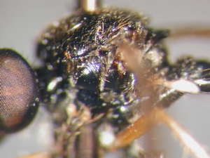 Dioctria longicornis - Thorax - lateral