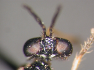 Dioctria longicornis - head - dorsal