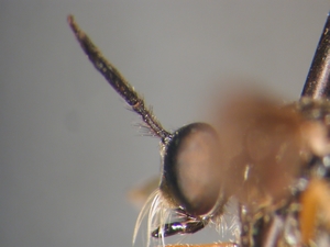 Dioctria longicornis - head - lateral