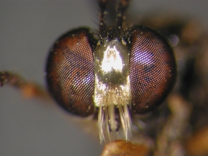 Dioctria longicornis - head - frontal