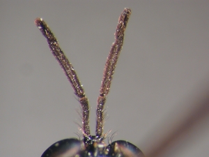 Dioctria longicornis - Antenna