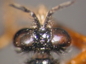 Dioctria oelandica - Kopf - dorsal